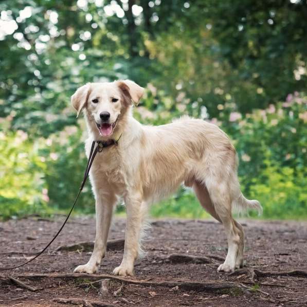 Ищет дом чудесный пес Арни в Москве фото 7