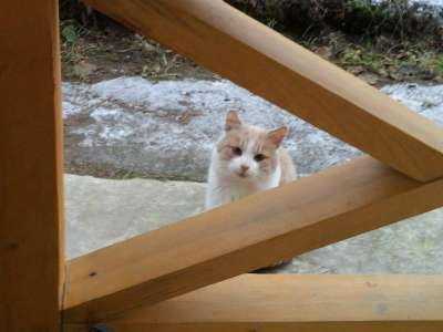 Отдам даром Молодой котик Рома в Санкт-Петербурге