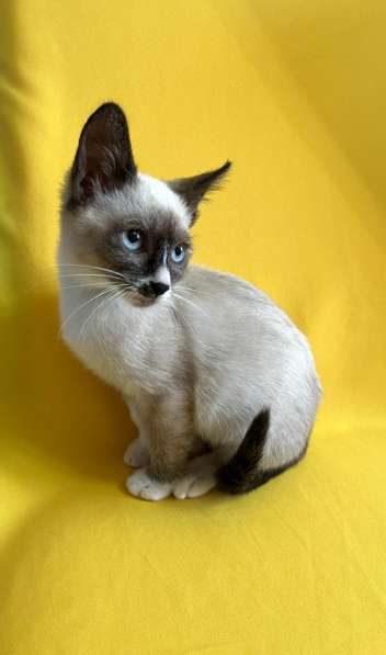 Котёнок Сноу шу