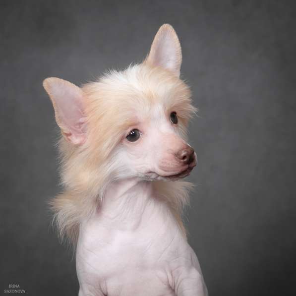 Китайская хохлатая в Москве фото 15