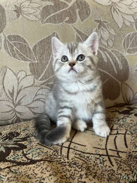 Британские котята в Барнауле