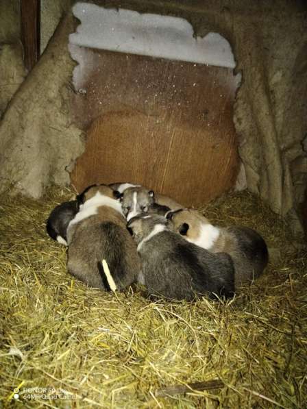 Щенки западно-сибирской лайки в Екатеринбурге