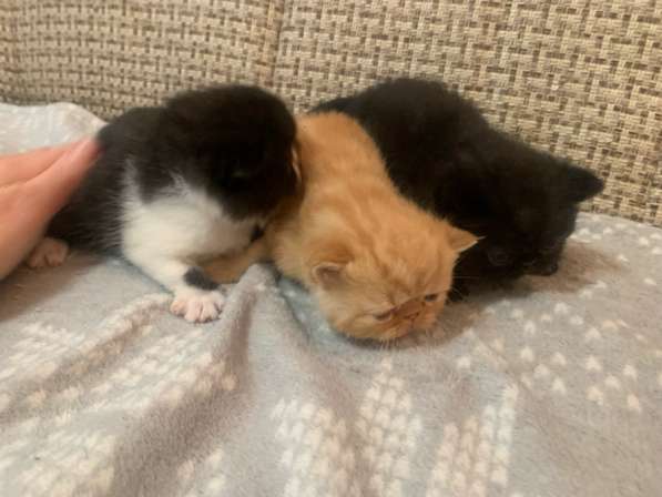 Экзотические котята