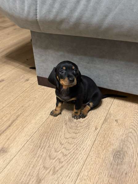 Щенки таксы