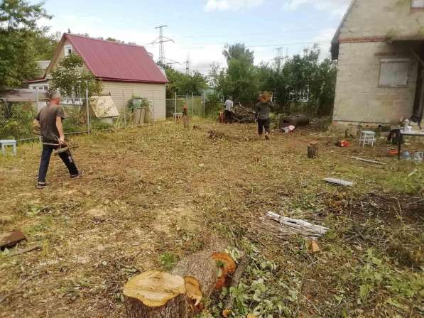 Спил деревьев в Туле фото 3