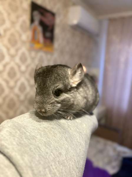 Шиншилла в Волоколамске