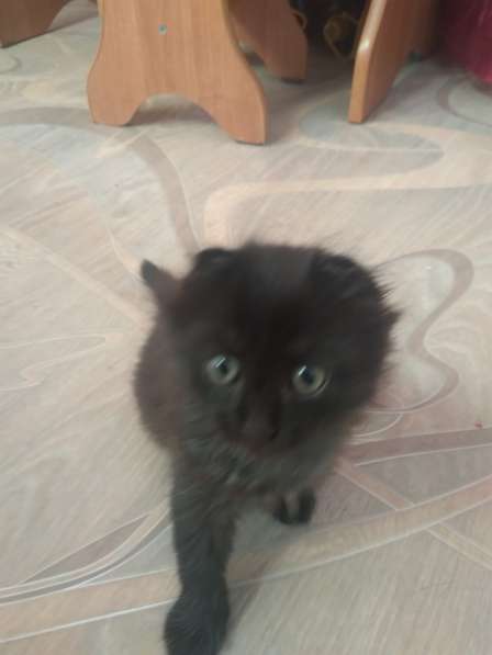 Продам вислоухих котят в Красноярске фото 3