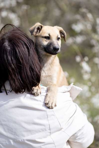 Ласковые щенята в Санкт-Петербурге фото 18