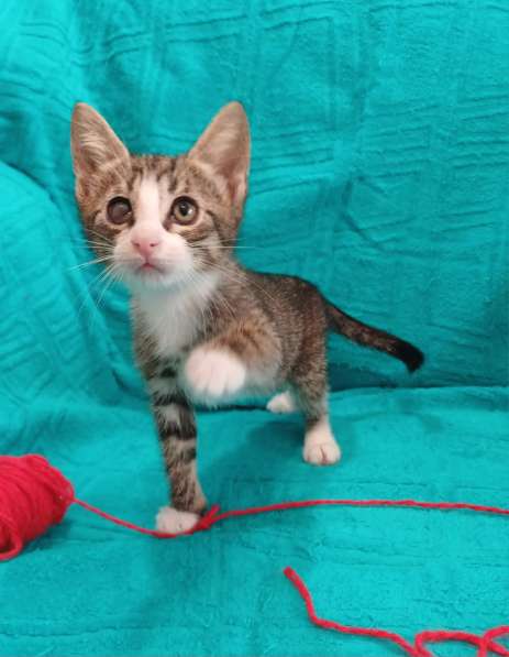 Маленькие красивые котята ищут дом в Санкт-Петербурге фото 14