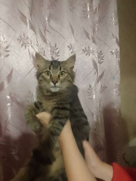 Кошечка