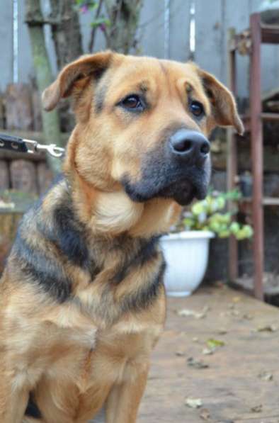 Отдам даром Жизнерадостный Каспер ищет дом в Санкт-Петербурге фото 6