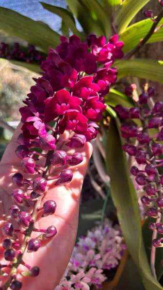 Орхидея Ванда в Челябинске фото 6