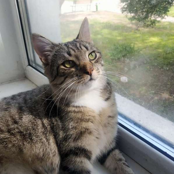 Срочно котенок в дар