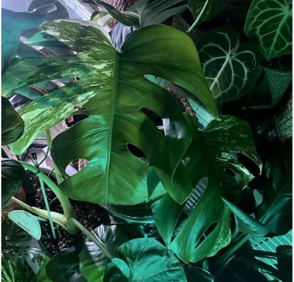 Монстера тайское созвездие. Растение адаптированное в Астрахани фото 3