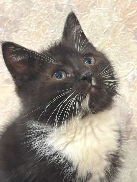 Котенок в добрые руки. Пушистик Фунтик в Москве фото 3