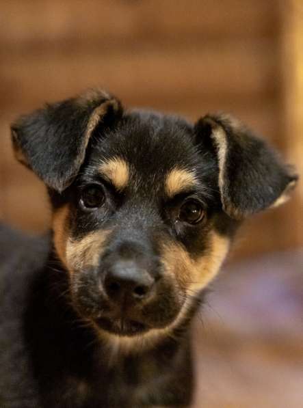 Мальчик в добрые руки в Москве фото 7