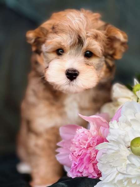 Мальтипу в Москве фото 3