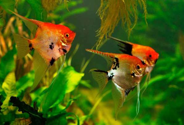 Аквариумные растения и редкие Скалярии в Санкт-Петербурге