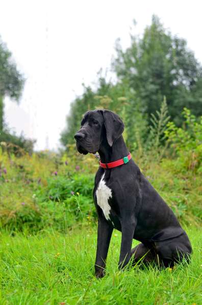 Щенки немецкого дога в Москве фото 5