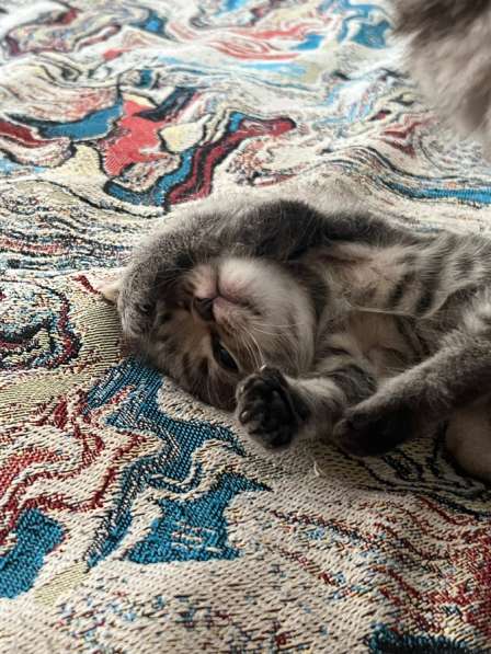 Котенок мальчик в Новосибирске фото 3