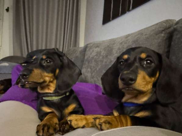 Щенята стандартной таксы в Москве фото 9