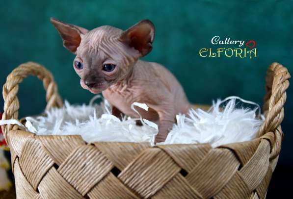Котята Sphynx, Elf, DWELF в фото 11