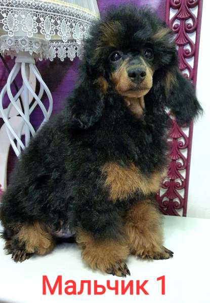 Пуделята фантомы щенки в Москве фото 7