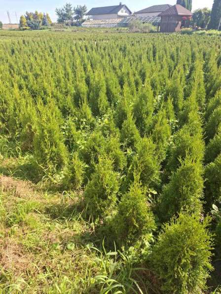 Туи смарагд в