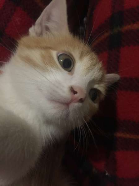 Котёнок Аврелий в Волгодонске фото 4