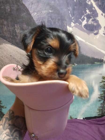 Продажа щенков Йорка в Москве