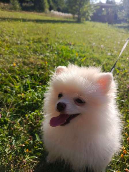 Выгул собак и кошек