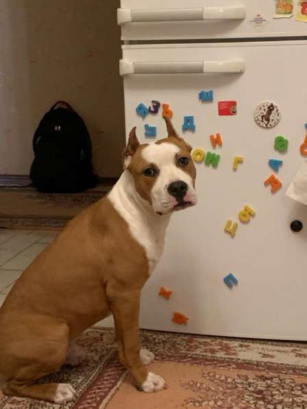 Найдена собака, щенок в Ростове-на-Дону фото 6