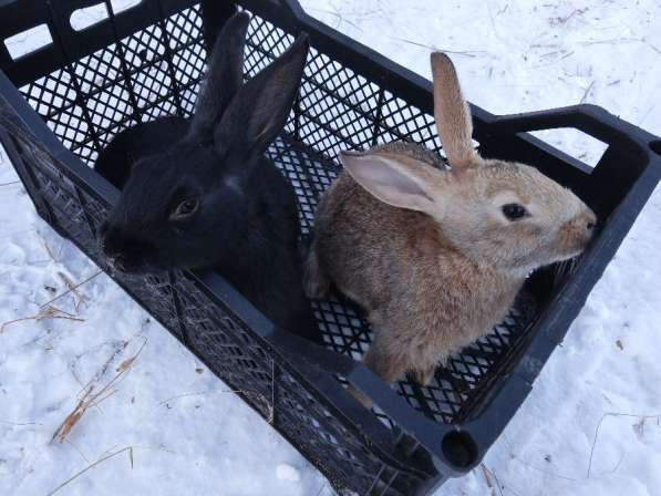 Продам кроликов в Красноярске фото 5