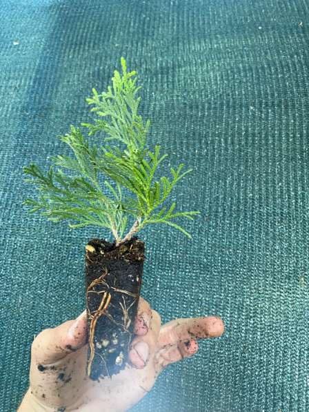 Туя смарагд черенок саженец