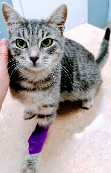 Сос! Кошечку выкинули на улицу в Москве фото 30