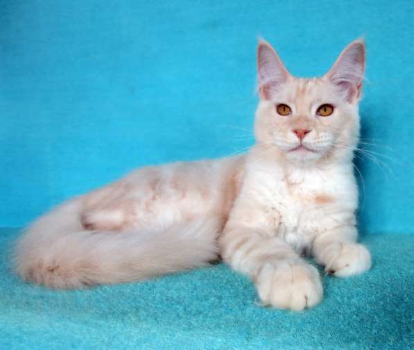 Кошечка мейн-кун из питомнника в Казани фото 55