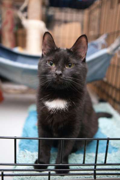 Элегантная Верона ищет надежного друга в Москве фото 3