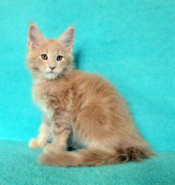 Апельсинки к Новому Году в Рязани фото 41