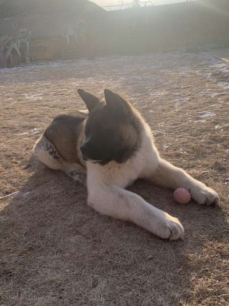 Акита в Ростове-на-Дону фото 42