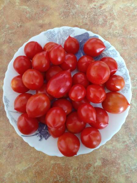 Семена экзотических и урожайных сортов томата в Барнауле фото 4