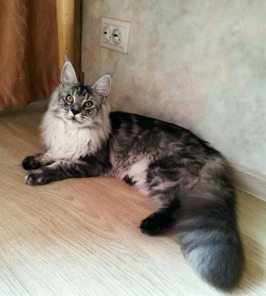Элитные котята Мейн-кун из питомника Remagic Helga в Барнауле фото 7