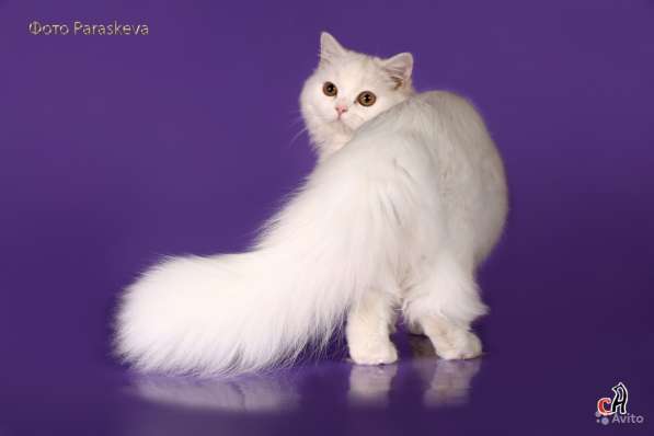 Котенок - счастье в дом в Санкт-Петербурге фото 3