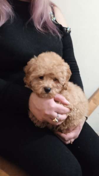 Poodle. Apricot girl в фото 3