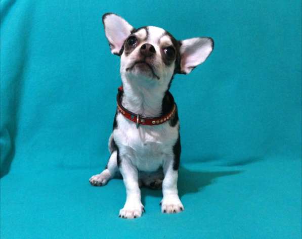 Чишки братишки в Москве фото 4