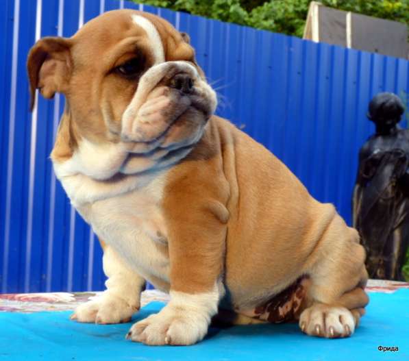 Продаю щенков английского бульдога в Москве фото 5