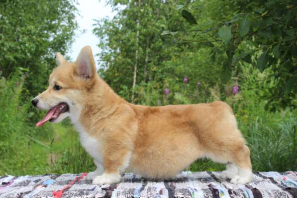 Щеночки Вельш корги пемброк в Москве фото 3