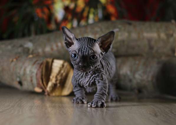 Эксклюзивный мальчик бамбино редчайшей породы в мире, кошка в фото 4
