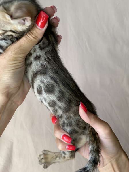 Бенгальские котята в Ростове-на-Дону фото 14