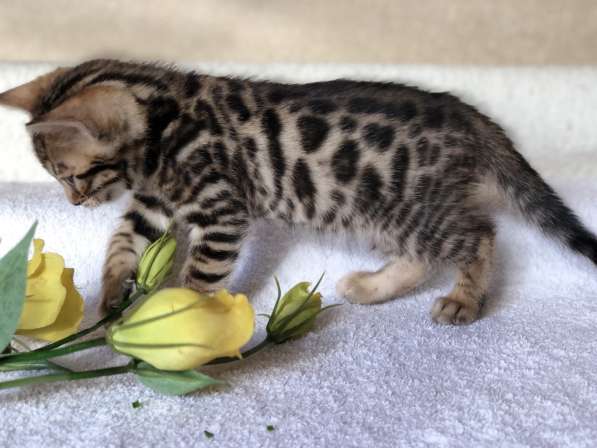 Предлагаются Бенгальские котята из питомника с документами в фото 33
