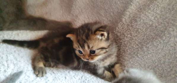 BKH Kitten Verkäufer в фото 7